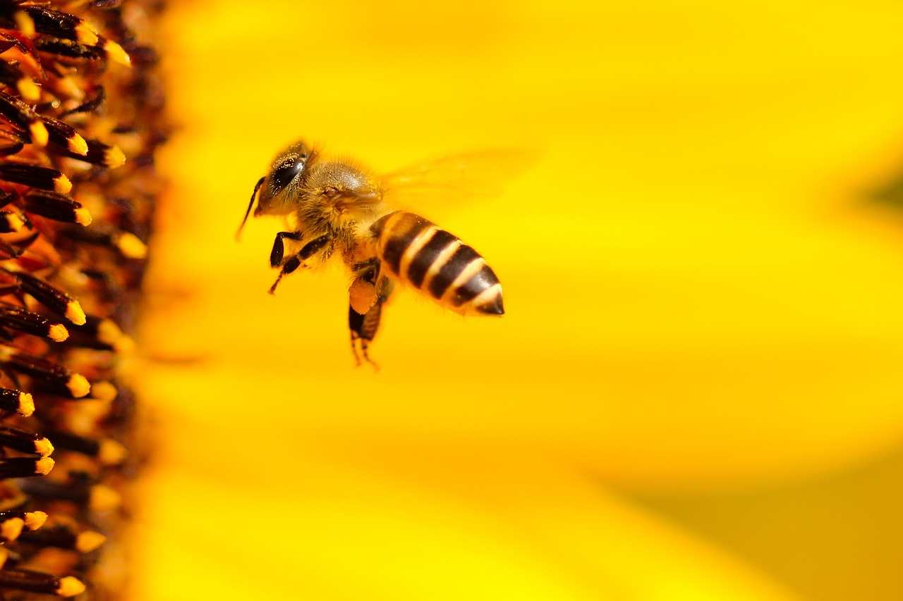 Sonhar com abelha